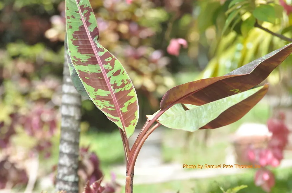 ** Hotel Samise Villa Bed And Breakfast Belmont Trinidad And Tobago